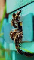 Selective focus on beehive entrance. Bees return to the beehive after the honeyflow. Vertical video