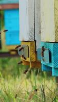 Swarm of bees near beehive. Honey bees swarming and flying around their beehive. Vertical video