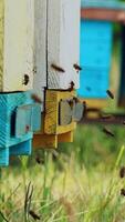 Close up view of the working bees. Amazing and frenetic swarm activity with structure entrance with detail and nature background. Vertical video