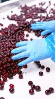Berry selection at the factory. Close up of workers control the quality of berries. Vertical video