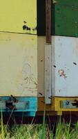 Plenty of bees at entrance of beehive. Bees returning from honey collection to hive. Vertical video