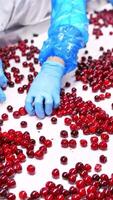Berry Move Along the Conveyor. Processing of sorting berries on conveyor line. Vertical video