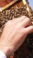Bare apiarist's hands touching bees on the surface of honey frame. Metal instrument in beekeeper's hand. Blurred backdrop. Vertical video