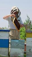 Apiarist carefully takes a frame out of bee hive. Experienced beekeeper checking up honey harvest and bees condition in his farm. Vertical video