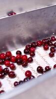 Production line of berry. Close up view of industrial processing of sorting berries. Vertical video