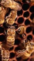 Beautiful honeybees shining in the sun. Working insects crawling over the wax cells, climbing inside of them. Close up. Vertical video