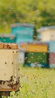 Angry bees coming back to their hives. Honey insects crawling over the wooden hive. Bee farm and greenery in blur at background. Vertical video
