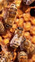Stripy insects walking over the frame with sealed cells. Busy bees waving tiny transparent wings quickly. Close up. Vertical video