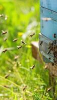 Honey bees flying back to their beehives and hovering in the air. Insects crawling around the entrance slot. Green grass at backdrop in blur. Vertical video