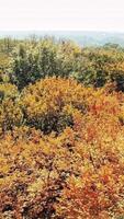 Forest view from above. Autumn forest aerial drone view Vertical video