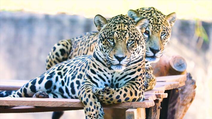 jaguar-animal-stock-video-footage-for-free-download