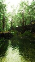deciduous forest is reflected in the small lake video