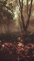 Sunrays in a forest on a hazy morning video