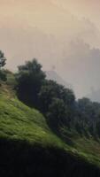 green trees in canyon at sunset with fog video