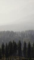 Beautiful sunset view in cedar forest in front of sayan mountain range video