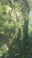 A forest filled with lots of trees and rocks video