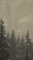Carpatian mountains fog and mist at the pine forest video