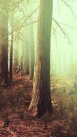 marvelous scenery of the coniferous forest at the end of autumn video