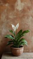 Peace lily in a stone planter on a side table surface, photorealistic photo