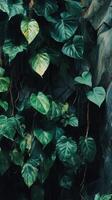 Philodendron vines climbing a tree trunk, photorealistic photo