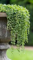 Trailing vines cascading over stone planter edges, wallpaper art photo