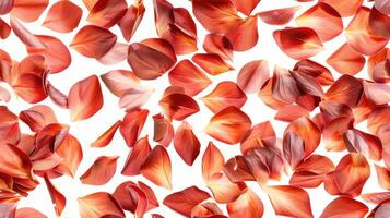 Red petals on white background photo