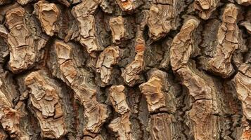 Close up of bark of a pine tree photo
