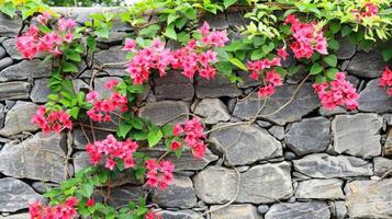 Bougainvillea flowers on stone wall photo