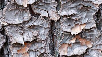 A close up of the bark of a tree photo
