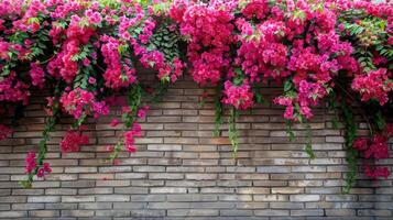 Bougainvillea flowers on a brick wall photo