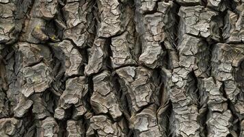 A close up of the bark of a tree photo