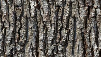 A close up of a tree bark texture photo