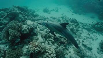Dolphin swimming in the ocean near coral reefs photo