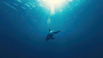A dolphin swimming in the ocean with sunlight shining on it photo