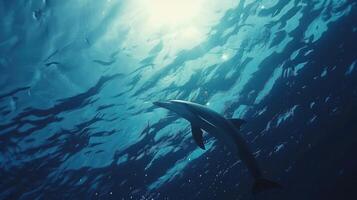 A dolphin swimming in the ocean with sunlight shining on it photo