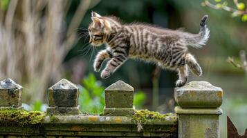 A kitten jumping over a fence photo