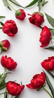 Red tulips arranged in a circle on a white background photo