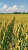 A field of wheat is shown in the middle of a sunny day photo