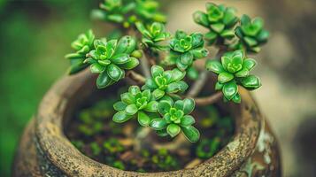 A small plant in a pot photo