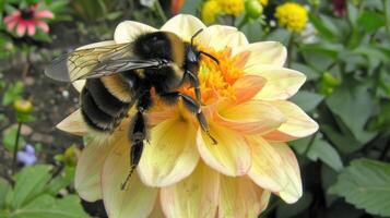 A bee on a yellow flower with a black and white body photo