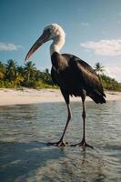 A tall bird stands in shallow water on a beach, surrounded by palm trees and a clear sky. photo