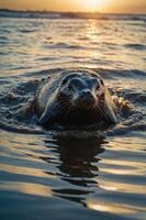 A seal swimming in the water during sunset, creating a serene and natural atmosphere. photo