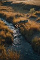 A coyote traverses a stream amid golden grasses in a serene natural landscape. photo