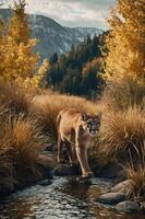 A mountain lion walks through a stream surrounded by autumn foliage and mountains. photo
