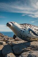 A seal resting on rocky terrain with a scenic coastal backdrop under a clear blue sky. photo