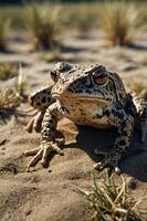 A close-up of a spotted frog resting on sandy ground with grass in the background. photo