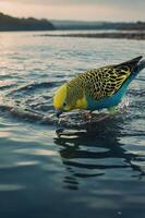 A colorful bird wades in shallow water, creating ripples in a serene landscape. photo