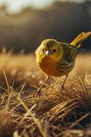A close-up of a vibrant yellow bird walking through dry grass in a natural setting. photo