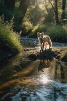 A fox stands by a serene stream, illuminated by soft sunlight filtering through trees. photo