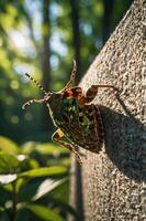 A colorful insect perched on a textured surface in a sunlit forest setting. photo